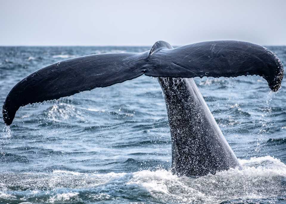 Whale by Richard Sagredo via Unsplash